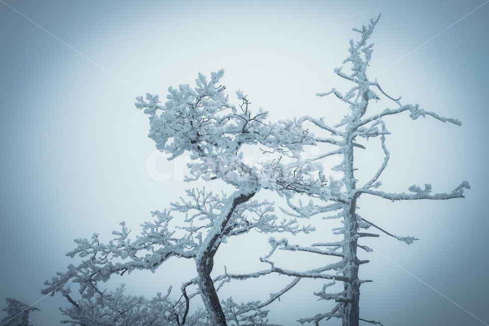 덕유산,겨울,설산,나무,눈,향적봉,무주,눈꽃,겨울산,폭설,정상,겨울,계절,winter,season,식물,자연,plants,nature,나무,trees,wood