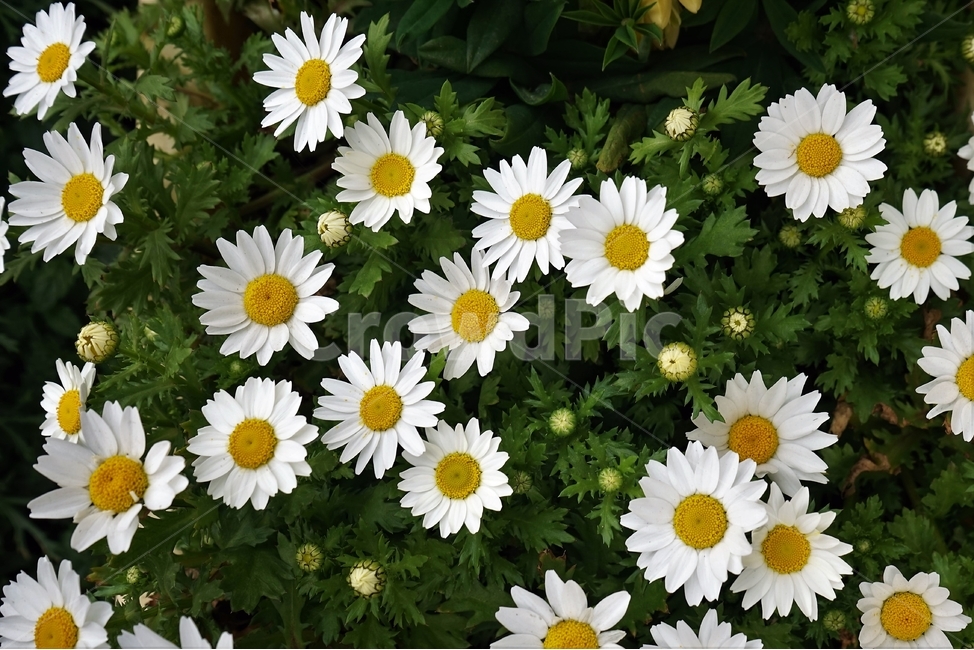 봄,꽃,꽃송이,원예,자연,아름다움,향기,spring,season,flower,floreal,bloom,nature,garden,식물,자연,plants,nature,꽃,flower