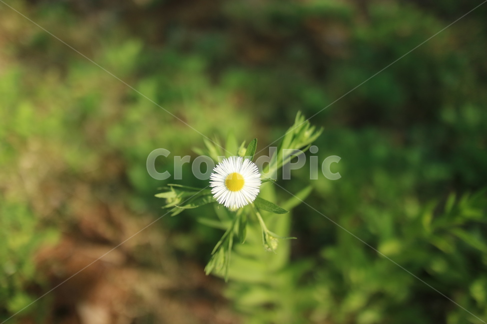 식물,꽃,자연,초록색,배경화면,꽃잎,잎,초록,plant,flower,blossom,summer,background,nature,green,여름,daisy