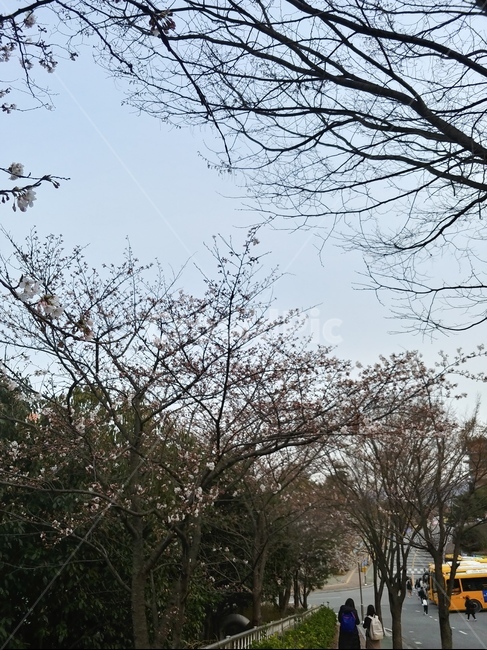 풍경,하교길,내리막길,벗꽃나무,나무