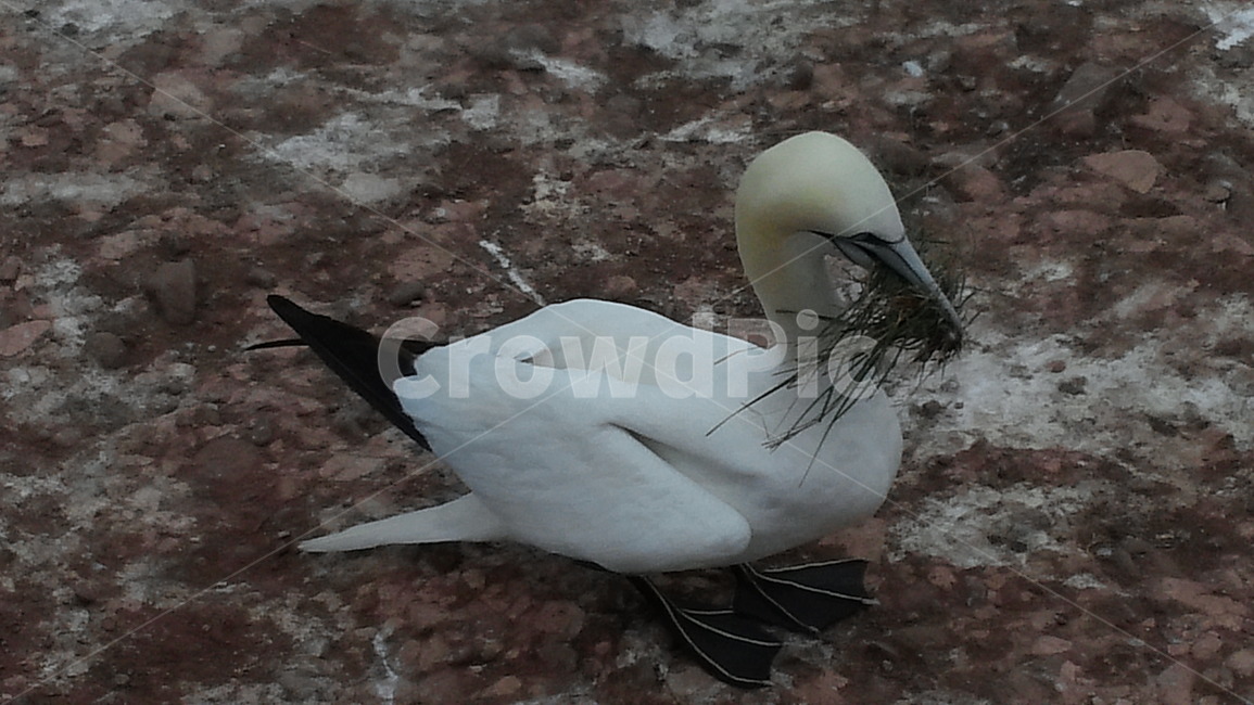 자연,갈매기,animal,새,bird,동물,animal,조류,새,birds