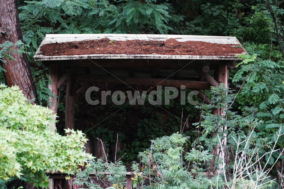 백운호수,둘레길,폐가,폐허,흉가,오두막,무서움,숲,나무,소나무,자연,버려짐,버려지다,정자,그늘,공포,두려움,황폐,desertedhouse,ruin,hauntedhouse,spiderweb,koreanredpine,fear,terror,horror,forest