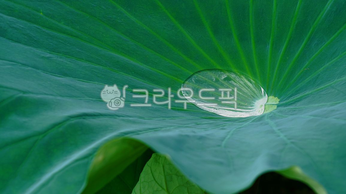 연잎, 연, lotus, lotusleaf, lotusleaves, 사진,이미지,일러스트,캘리그라피 - BUSAN OPPA작가