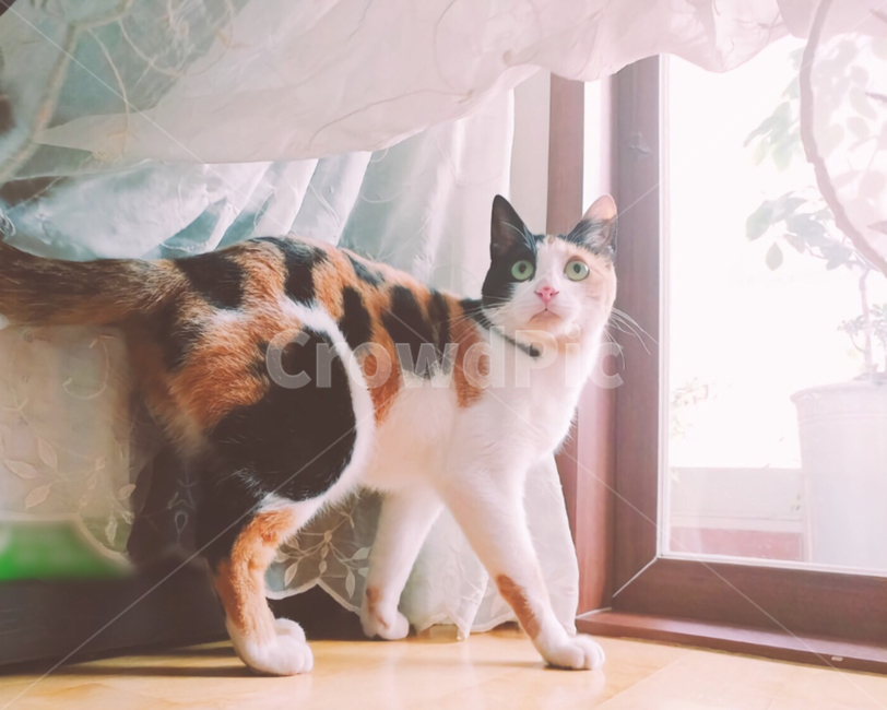 고양이,동물,cat,커튼,집안