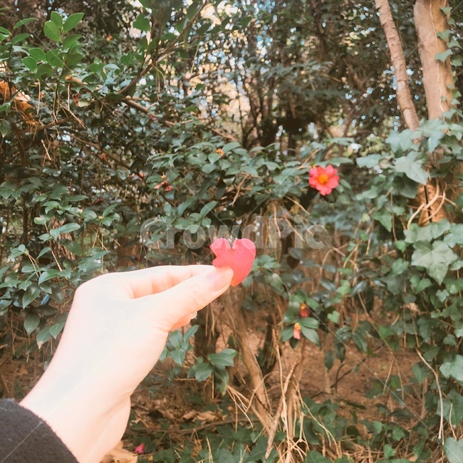 동백꽃,동백,꽃,하트꽃,꽃들고있는모습