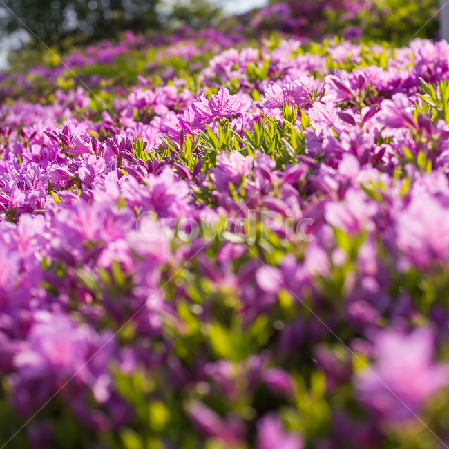 진달래,꽃,꽃사진,식물,자연,봄,식물,자연,plants,nature,꽃,flower