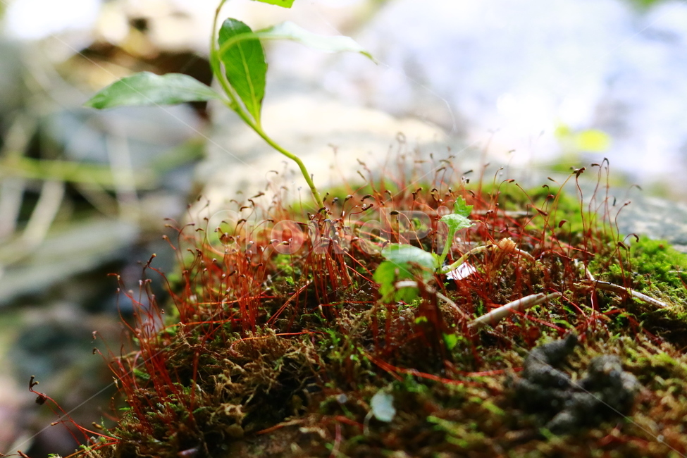 moss,작은식물,이끼,수분,자연,nature,smallplant