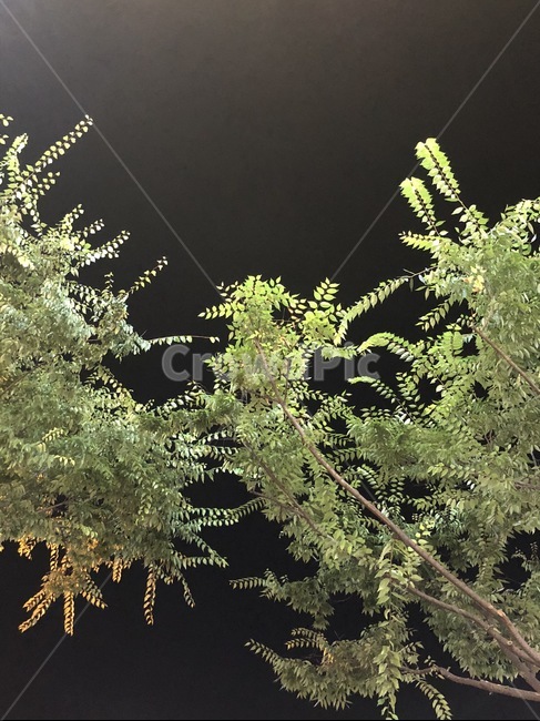 밤,초록,밤풍경,후레쉬,나무,연두,백그라운드,텍스쳐,나무,trees,wood