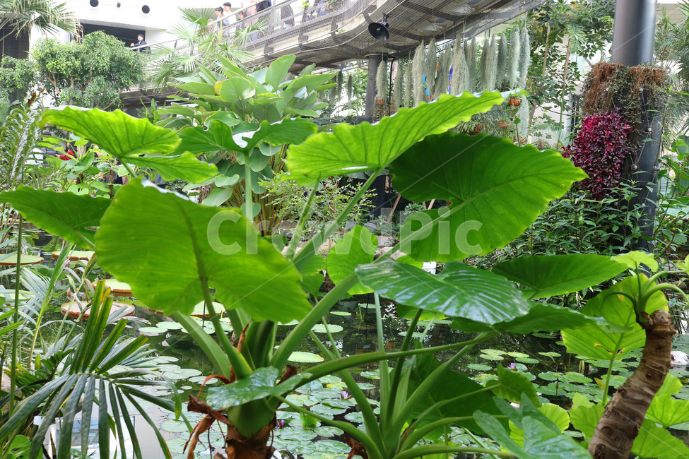 Cheonnam and,nature,vegetable,Botanical garden,Seoul Botanical Garden,Toryeon,Nancy Revenge,plant,Lets go,tropical plants,taro