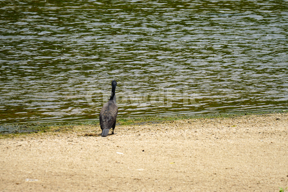 오리,청둥오리,철새,동물,조류,새,자연,duck,bird,animal,nature,풍경,landscape,중랑천,하천,강변,river,서울,seoul,여름,summer,6월,june,강가,모래사장,동물,animal,조류,새,birds