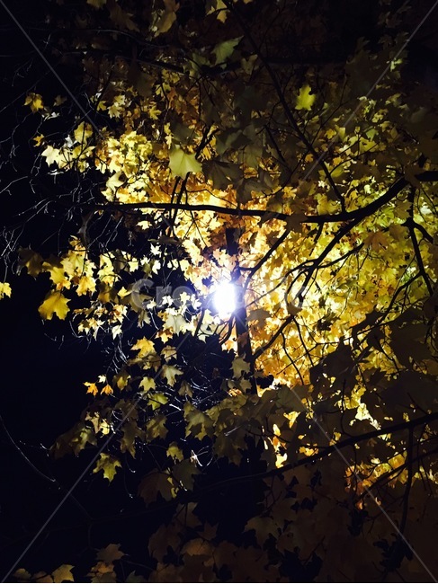 밤,가로등,단풍나무,나무,단풍