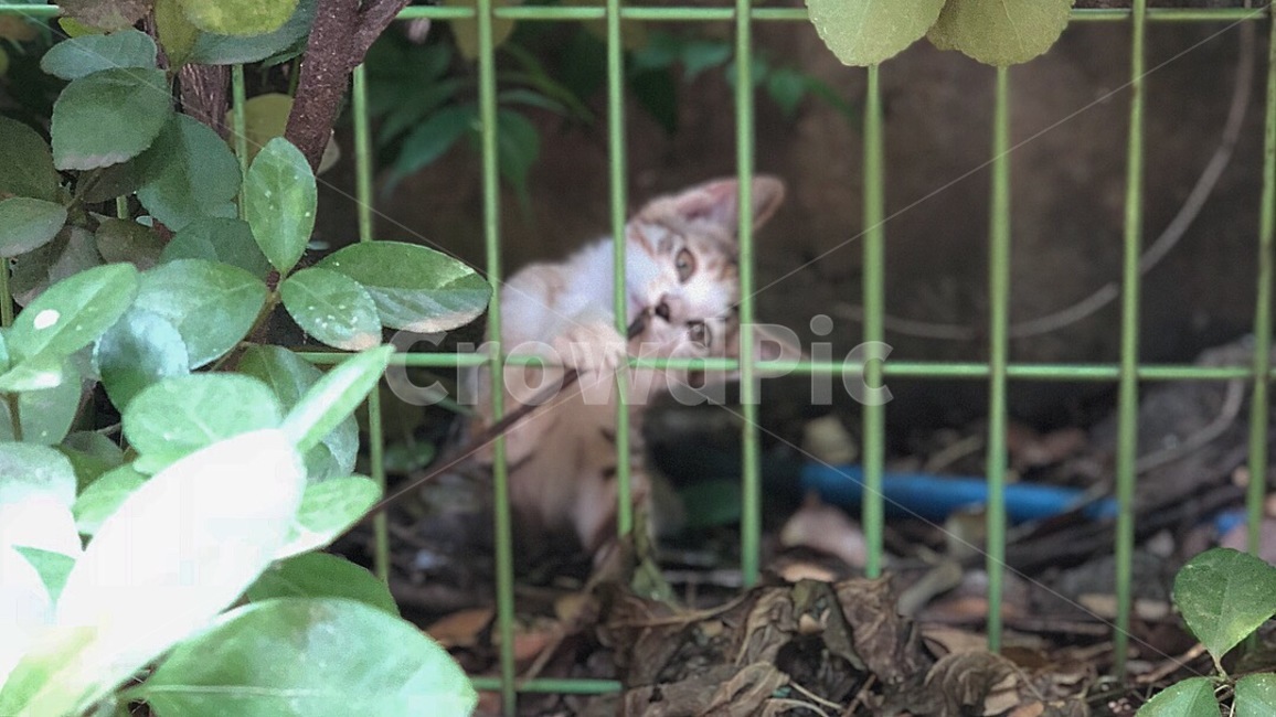 고양이,길고양이,펫,동물,자연,동물,animal,포유류,mammal,고양이,cat,kitten,kitty