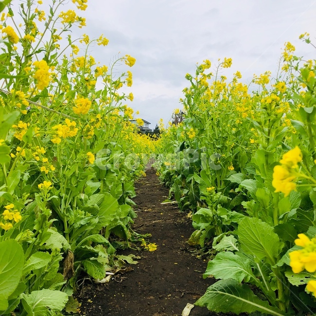 꽃,flower,유채꽃,꽃밭,유채꽃밭,rapeflower,제주유채꽃,봄꽃,꽃놀이,봄,spring,springflower,봄,계절,spring,season,식물,자연,plants,nature,꽃,flower
