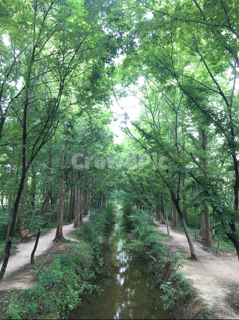 garden,path,정원,trail,outdoors,옥외,자연,풍경,nature,landscape,식물,plants,나무,trees,wood