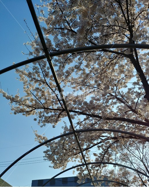 봄,벚꽃,꽃,분홍꽃,spring,flower,벚꽃축제