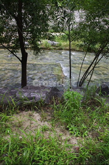 초록,잎,나무,식물,plant,자연,nature,냇가,강,청계천,자연,풍경,nature,landscape,vegetation,초목,outdoors,옥외,water,물