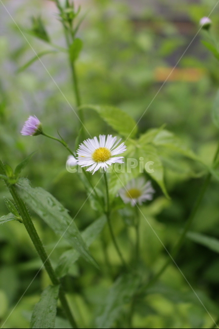 꽃,들꽃,접사,감성,자연,식물,자연,plants,nature,꽃,flower