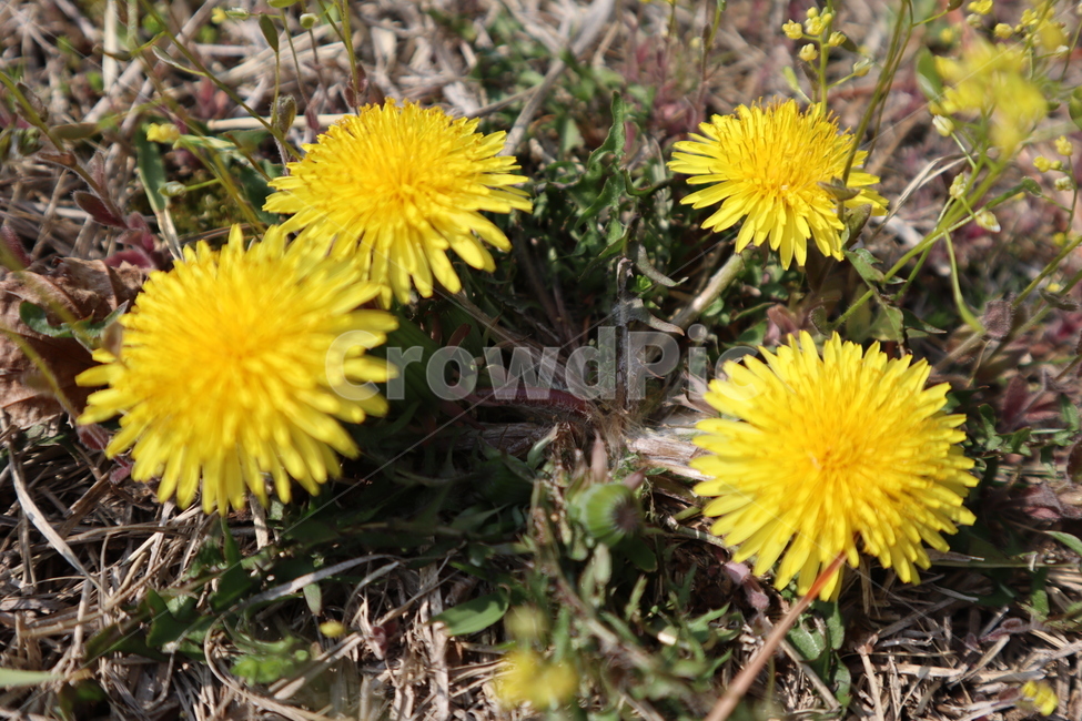 민들레,노란꽃,꽃,flower,봄