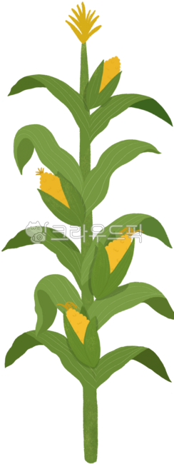 Corn,corn stalks,corn,corn farming,corn harvest,mature corn,farm,summer crop,summer,snack