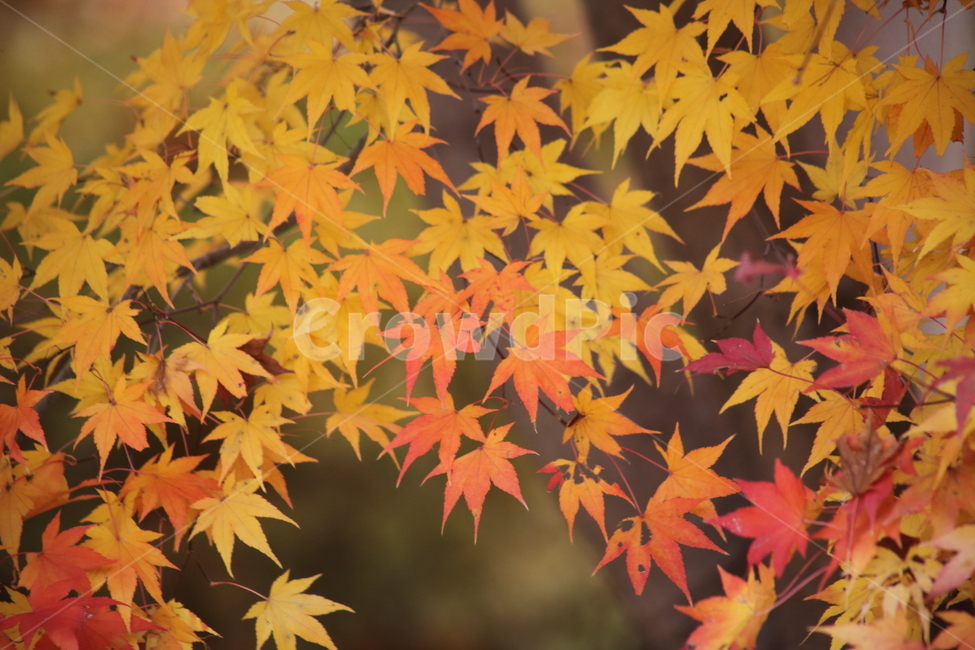 단풍,단풍나무,엽록소,가을,redleaves,가을,계절,fall,autumn,season,leaf,잎,plant,식물