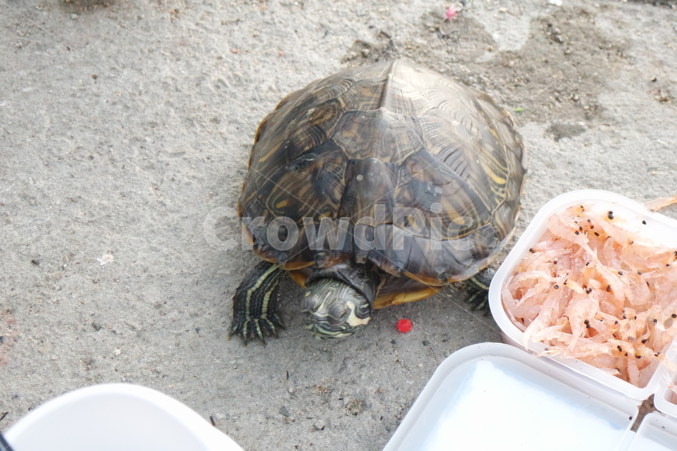 거북이,민물거북이,옐로우벨리터,tortoise,turtle,남생이,동물,animal,파충류,양서류,reptile,amphibian