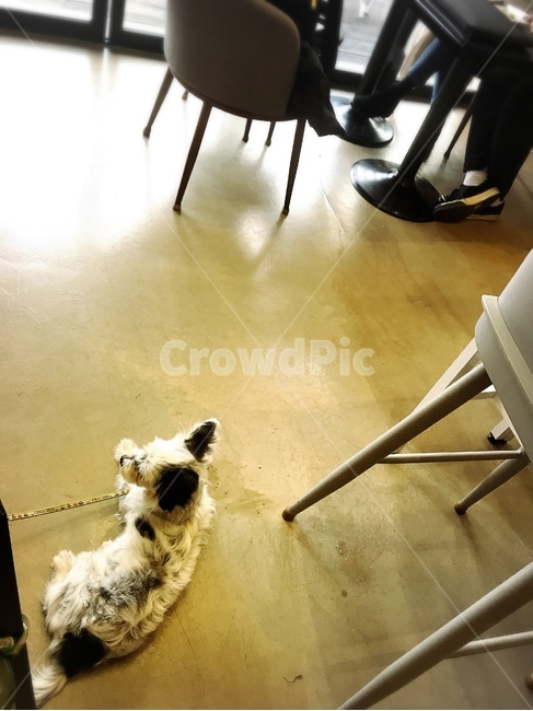 강아지,카페,카페안강아지,애견,믹스견,잡종,동물,animal,포유류,mammal,개,강아지,dog,doggy