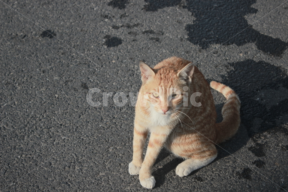 고양이,치즈태비,그루밍,cat,동물,애완묘