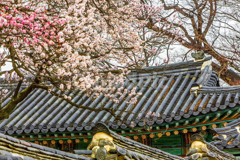고궁,벚꽃,문화유산,봄,문화재,기와,봄,계절,spring,season,한국전통,한국문화,korean traditional,korean culture,식물,자연,plants,nature,꽃,flower,건축물,건물외관,exterior,building,structure,architecture,construction,temple,신전,건물