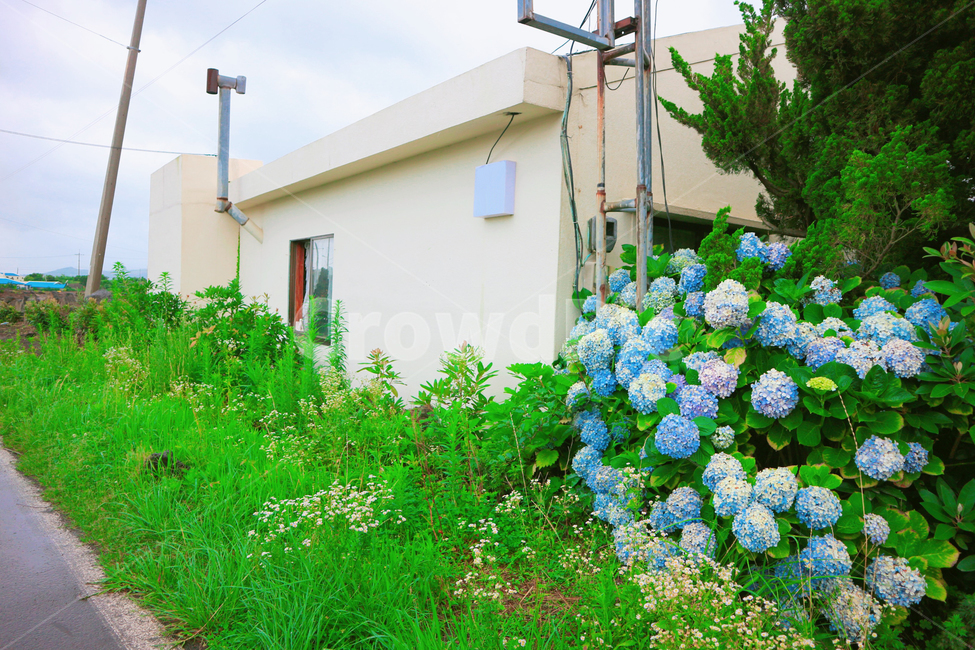 수국,제주도,제주,여름,도로,꽃,식물,자연,flower