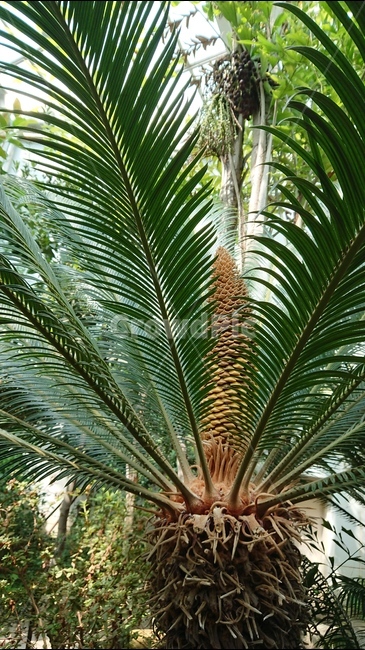 식물,나무,소철,소철나무,소철나무꽃,녹색,그린,green,여름,식물,자연,plants,nature,나무,trees,wood