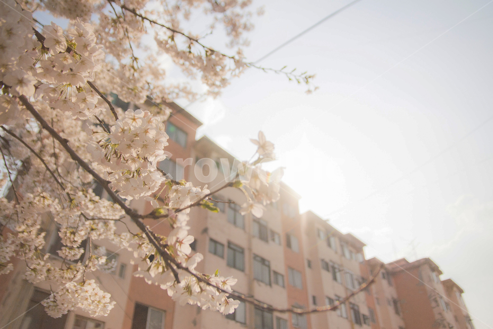 벚꽃,감성,flower,꽃,봄,spring,blossom,식물,자연,plants,nature,꽃,flower