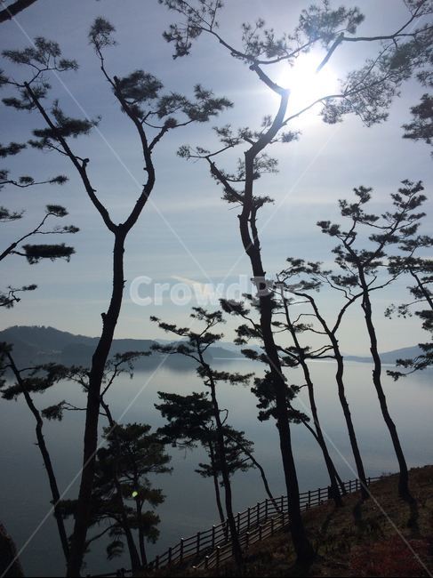 예당저수지,노송길,산책로,햇빛,맑음,산책,소나무,나무,자연