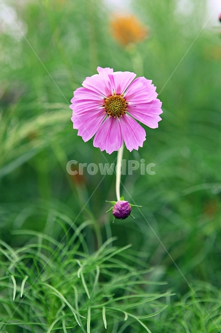 코스모스,꽃,꽃잎,식물,자염,공원,가을,가을꽃,식물,자연,plants,nature,꽃,flower