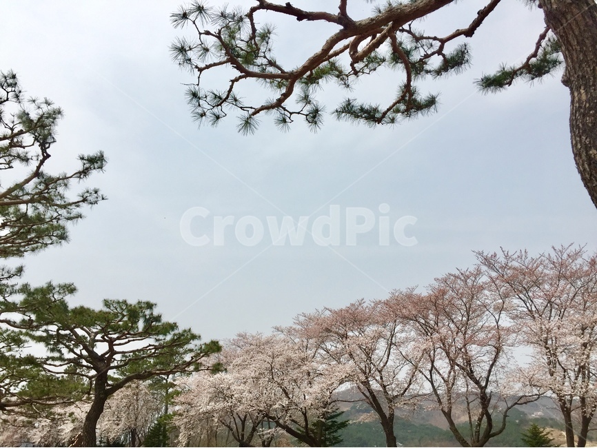 벚꽃,꽃,벚나무,봄,공원,봄,계절,spring,season,자연,풍경,nature,landscape,plant,식물,tree,나무,tree trunk,나무 줄기