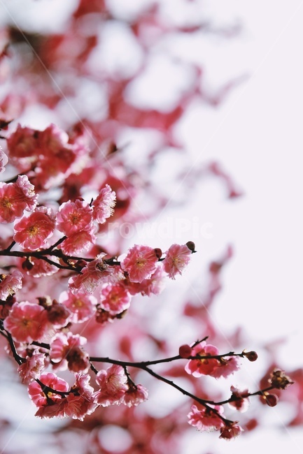 홍매화,매화,꽃,apricotflower,pinkflower,봄,계절,spring,season,식물,자연,plants,nature,꽃,flower,plant
