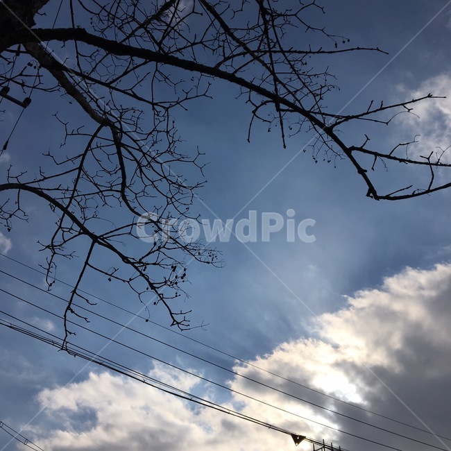 하늘,풍경,나무,구름,sky