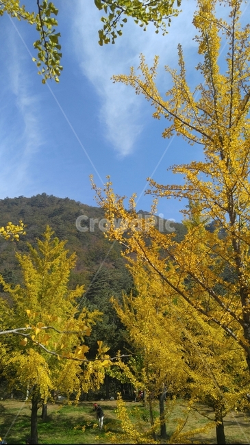 가을하늘,가을나무,가을소풍,노란은행잎,은행나무,자연,tree