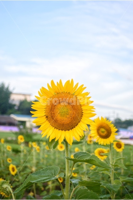 꽃,해바라기,자연,풍경,여름,식물,자연,plants,nature,꽃,flower