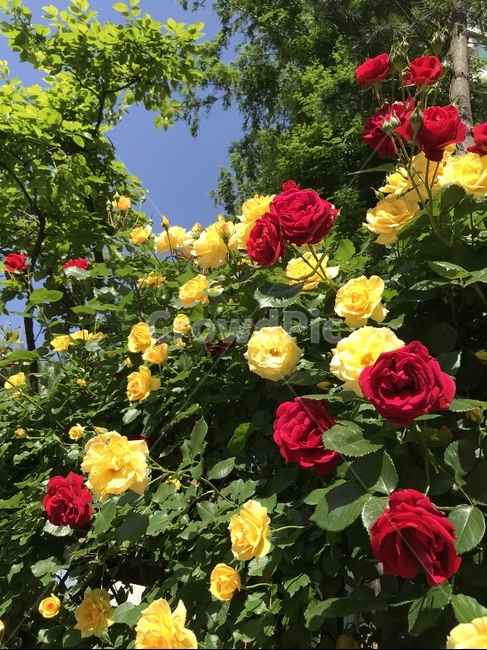 장미,장미꽃,꽃,꽃길,노란꽃,빨간꽃,장미담장,식물,자연,plants,nature,꽃,flower