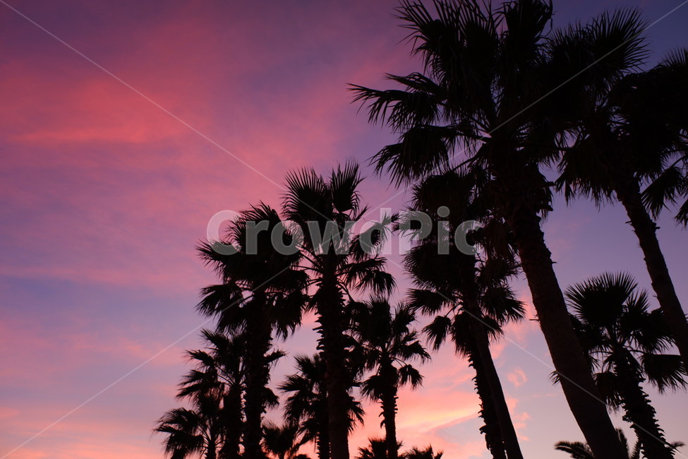 노을,하늘,야자수,저녁노을,석양,sunset,glow,evening,sky,palmtree,자연,풍경,nature,landscape,실루엣,그림자,silhouette,shadow,outdoors,옥외