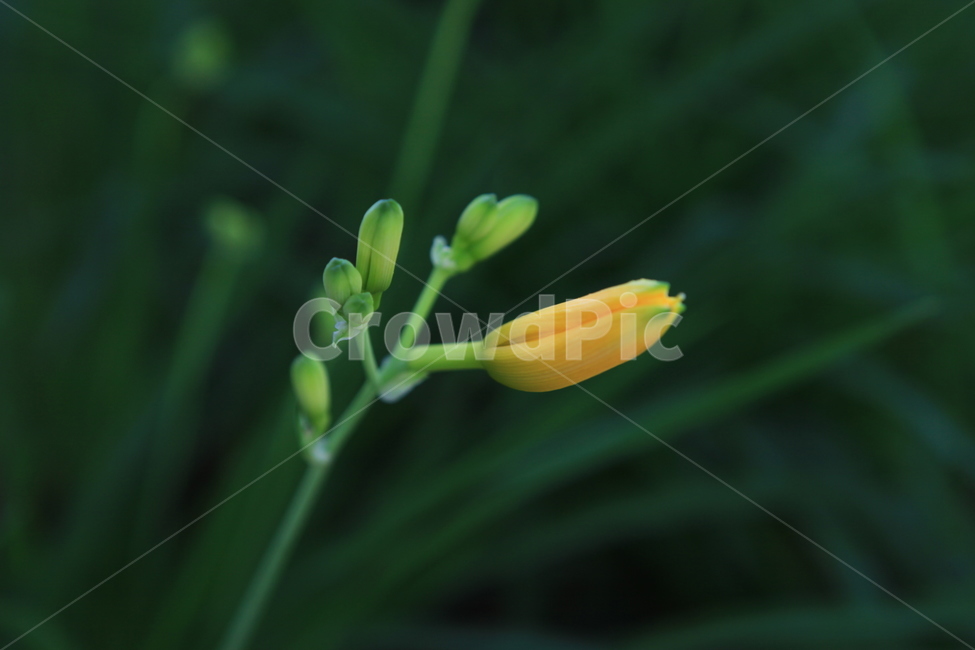 식물,꽃,수목원,여름,flower,식물,자연,plants,nature,꽃,flower