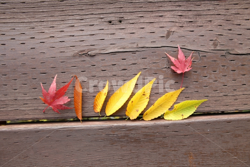 단풍,자연,나뭇잎,노랑,가을,숲,가을,계절,fall,autumn,season,식물,자연,plants,nature,leaf,잎,plant