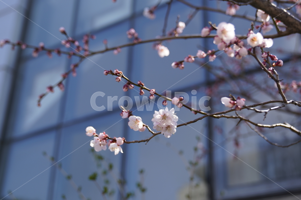 blossom,꽃,cherryblossom,벚꽃,flower,plant,초점흐림,focusblur,spring,봄날,아름다운,beautiful