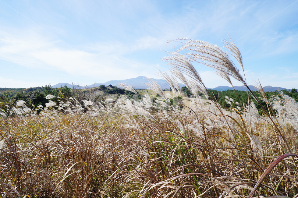 제주도,억새,산굼부리,가을제주,제주도가을,가을,풍경,가을,계절,fall,autumn,season,자연,풍경,nature,landscape,제주도,jeju,jeju island,plant,식물,grass,잔디,lawn,reed,갈대