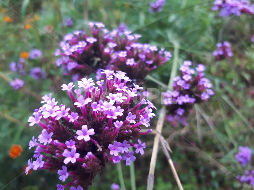 꽃,자연,식물,plant,flower,산