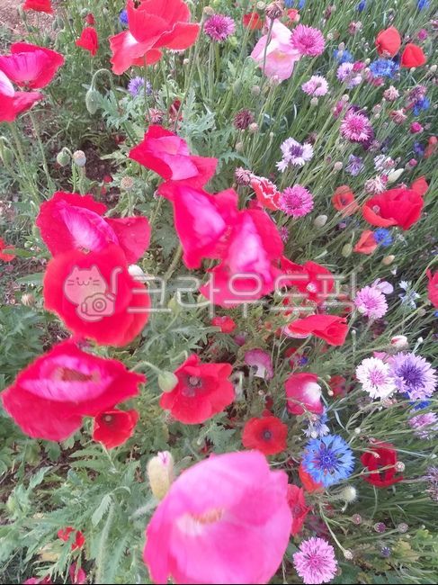 양귀비,꽃양귀비,개양귀비,화초양귀비,양귀비씨앗,flower,plants,nature,식물,꽃,관상용