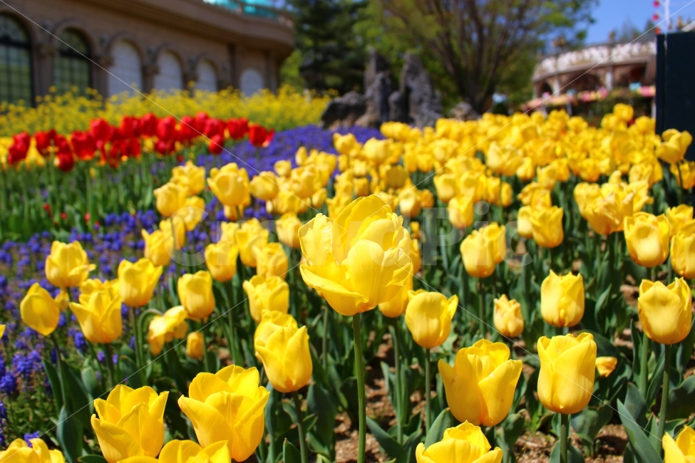 축제,꽃,튤립축제,튤립,공원,자연,봄,식물,자연,plants,nature,봄,계절,spring,season,꽃,flower,plant,blossom