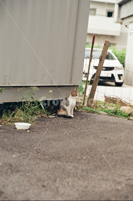 귀여움,야옹,반려동물,cats,mammals,animals,cute,meow,pets,mammal,포유류,cat,고양이,pet,abyssinian,동물,animal,아비시니안,manx,동물,animal,포유류,mammal,고양이,cat,kitten,kitty