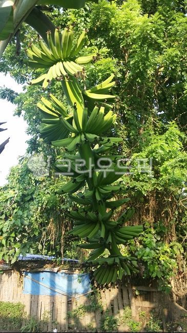 banana,Philippine banana,banana fruit,green banana,banana tree