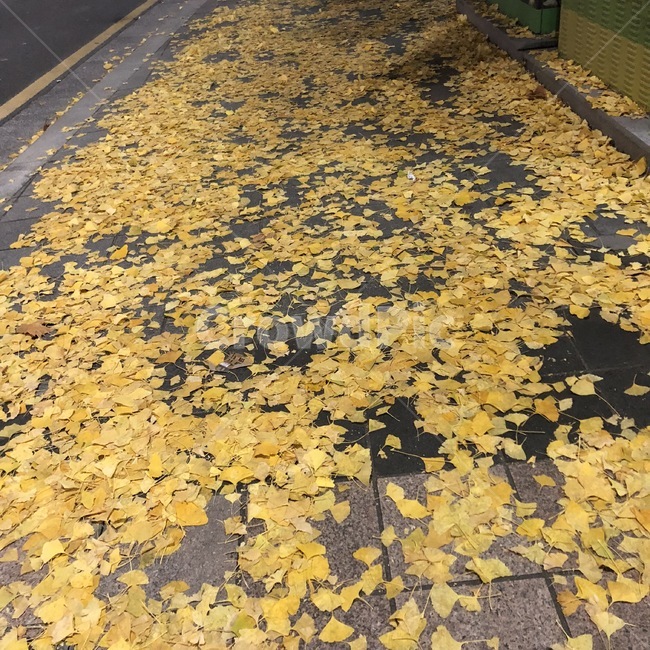 가을,낙엽,가을거리,은행나무,은행잎